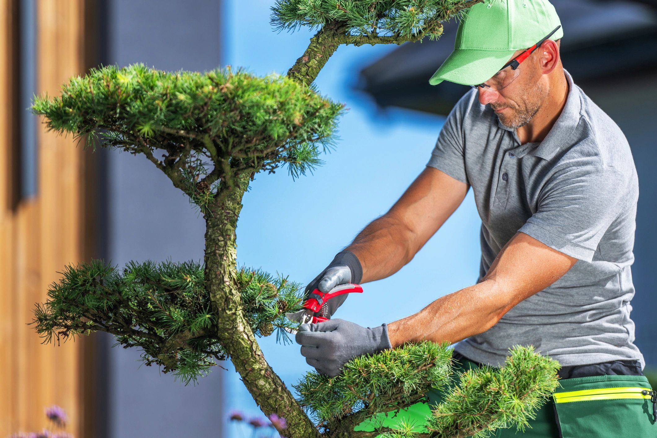 A gardener carefully trims a pine tree